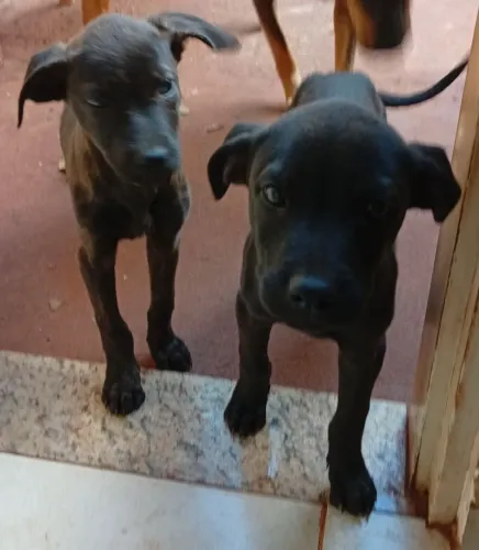 Doação de filhote de cachorro