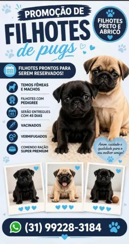 PUGS DISPONÍVEIS PARA RESERVA 
