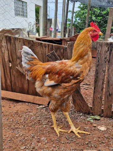 Frango GSB