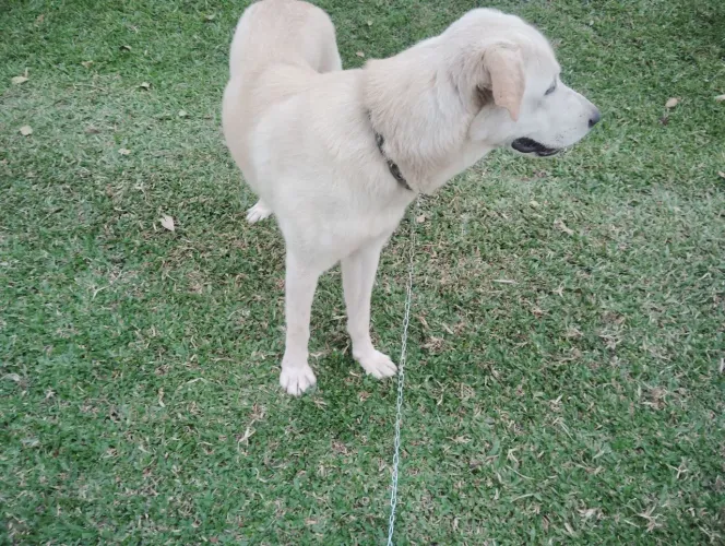 Cachorro Pastor maremano