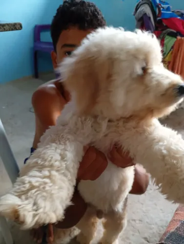 Cachorro 
