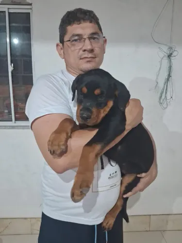 Vendo filhotes de Rottweiler 