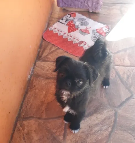 Vendo cachorrinha 
