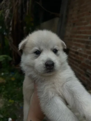 FULHOTES DE HUSKY SIBERIANO A VENDA 