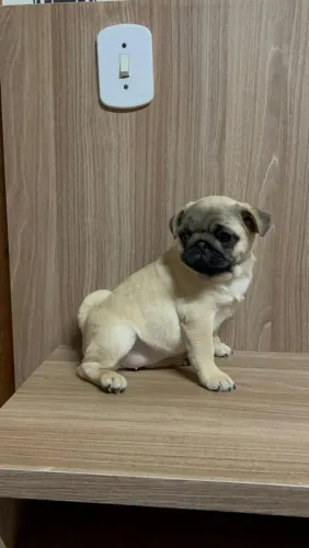 Filhote de pug fêmea
