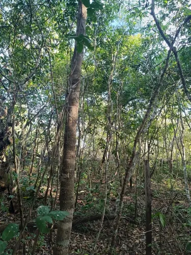 Chácara na beira do lago