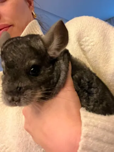 Chinchila Macho
