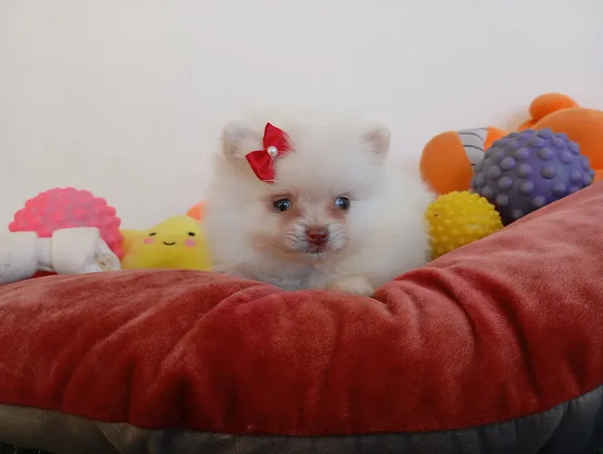 Spitz alemão fêmea mini vacinada 