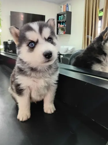 Filhote de husky siberiano legítimo