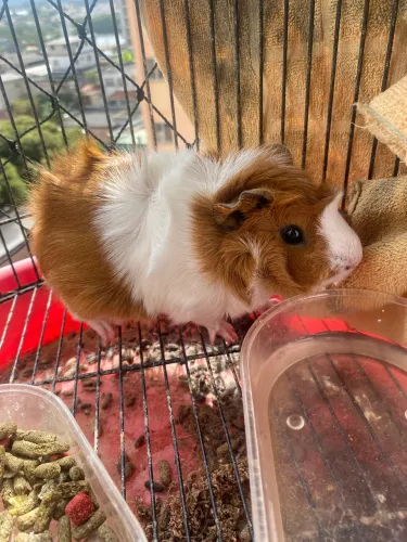 Porquinho da Índia 