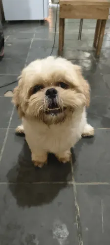 Cachorro doação responsável