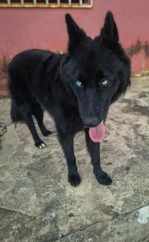 Husky Preto de Olhos Azuis Procura Namorada