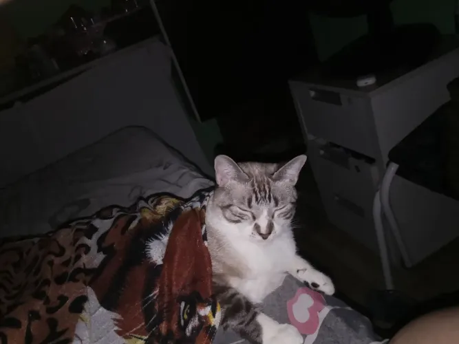 Doa se dóis gatos castrado 
