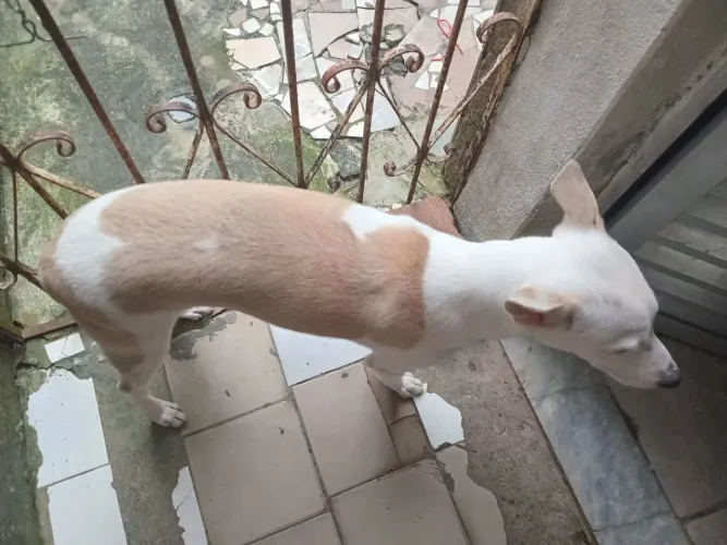 Doação de filhote de Cachorro