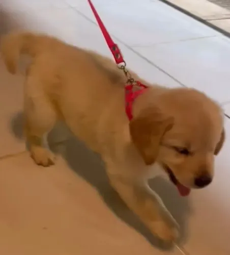 Golden Retriever