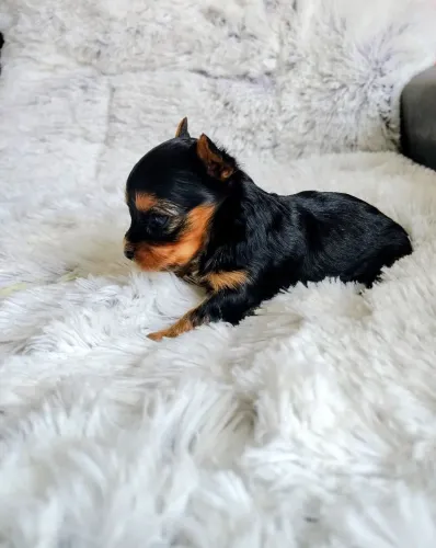 Raça yorkshire terrier