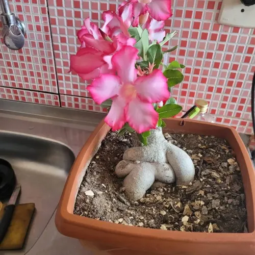 Planta: rosa do deserto
