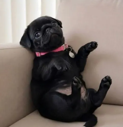 FILHOTES PUG ACEITO OFERTAS