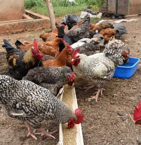 Galos e galinhas Caipira