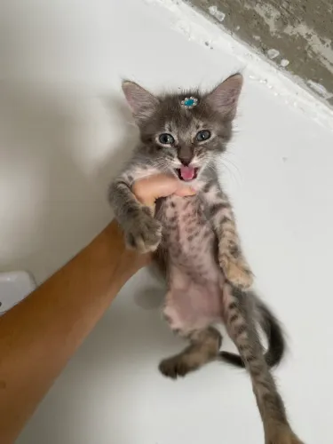 Adoção responsável - Gatinho Macho e Fêmea - Dirceu - Extrema
