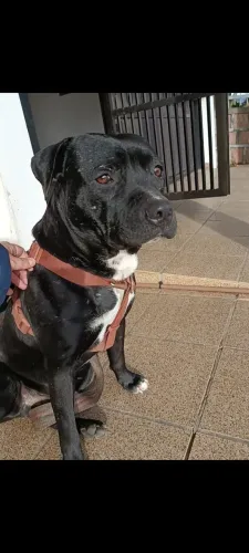 DOAÇÃO AMERICAN PIT BULL TERRIER