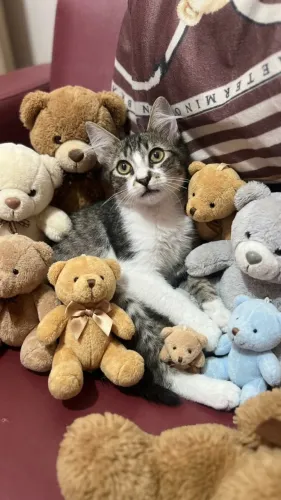 Gatinho srd raciado com angorá 4 meses idade macho
