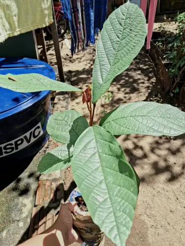 Muda de cupuacu