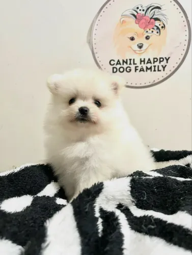 Lulu da pomerania anão macho