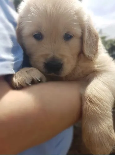 Golden Retriever: Filhotes selecionados com garantia de saúde em contrato.