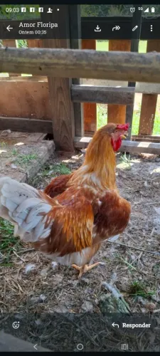 Galos e galinhas de qualidade e procedência