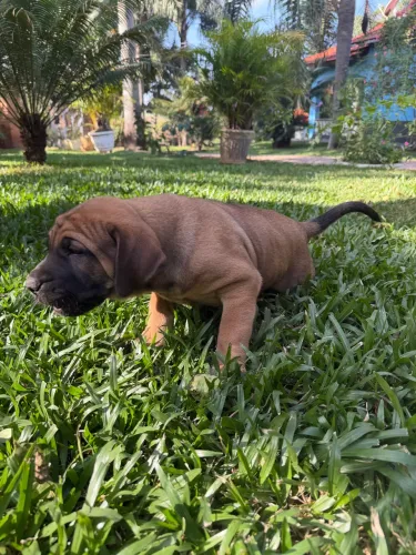 Filhotes de fila brasileiro 