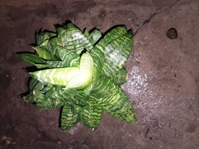 Planta Flor em cultura