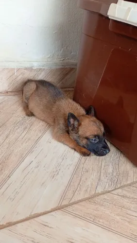 PASTOR BELGA MALINOIS 