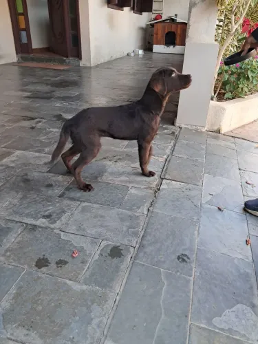 Cachorro 