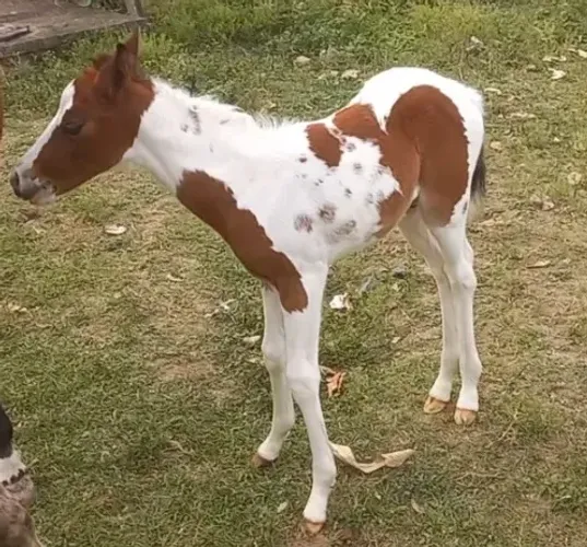 ? Linda Potra Paint Horse à Venda! Registrada, oportunidade imperdível! ?