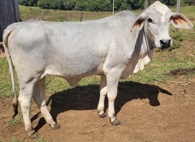 Novilha bruta pra criação