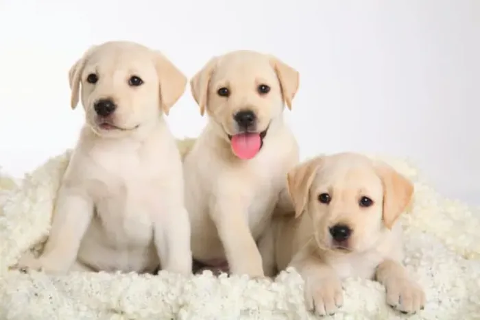 labrador Comprar um filhote de Labrador é ideal se você busca um companheiro extremamente