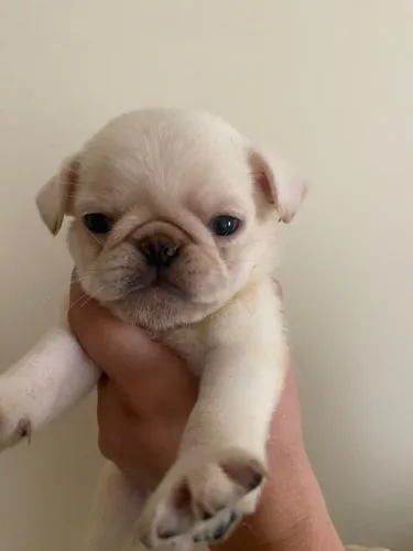 Lindos filhotes de pug exótico 