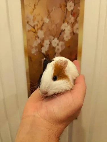 Filhotes porquinho da índia ?
