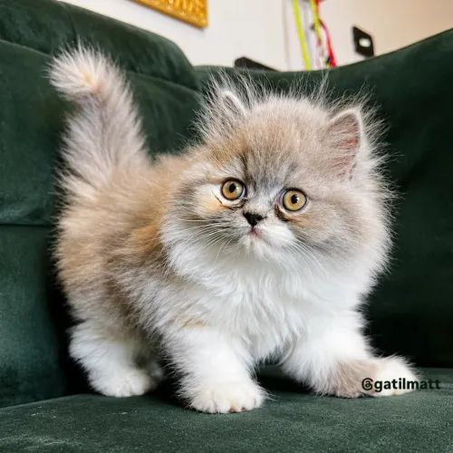 Gata persa