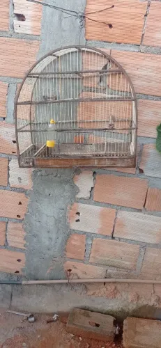 Vendo uma gaiola boa grande