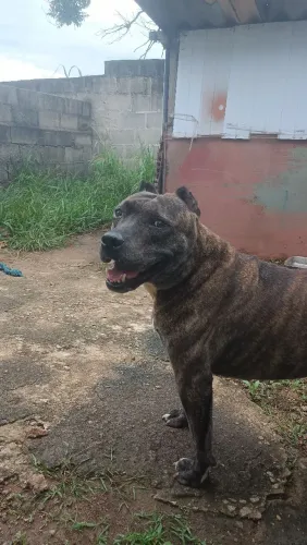 Pit Bull super dócil