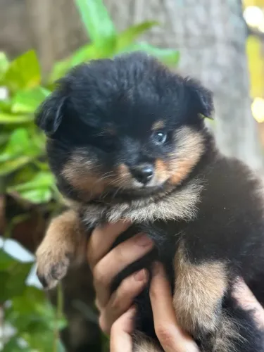 Fêmea black and tan spitz