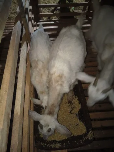 Vendo casal de sannem novinhos