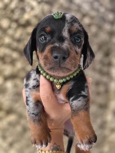 Dachshund