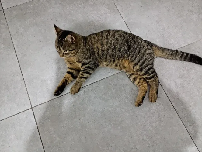 Animais de estimação