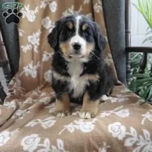 Bernese - Entrega Hoje - Últimos