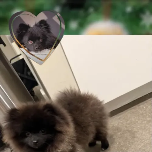 Filhote Spitz Alemão 6 meses