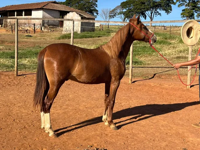 CAVALO MANGALARGA MARCHADOR