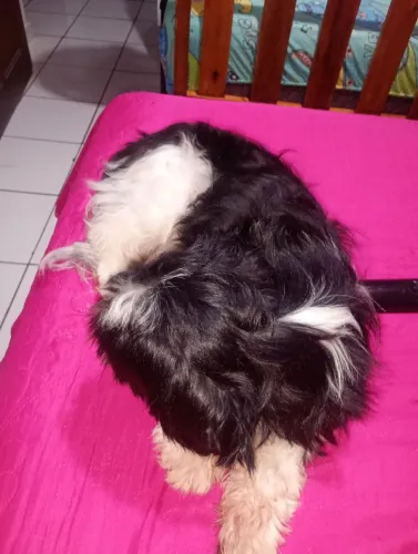 Vendo cachorro de raça 